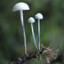 Black-footed Marasmius